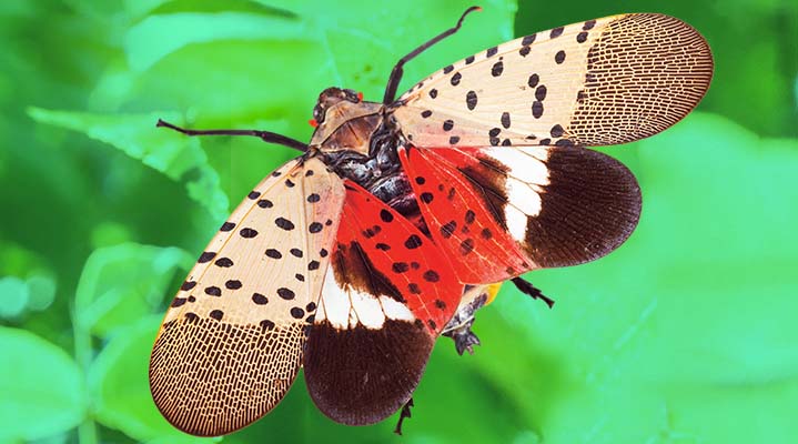 Spotted lanternfly