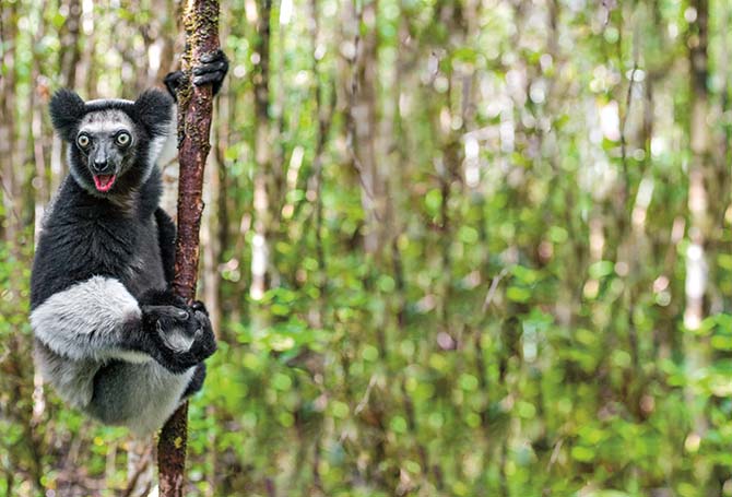 Lemur in a tree