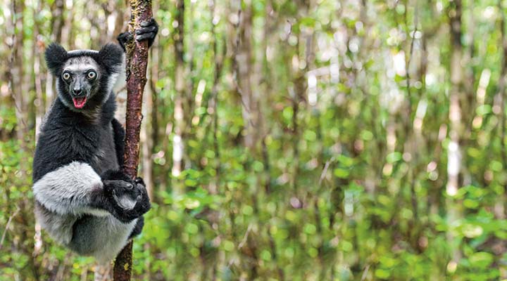 Lemur in a tree