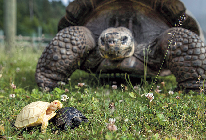 Image of a tortoise standing behind her two babies, one is albino