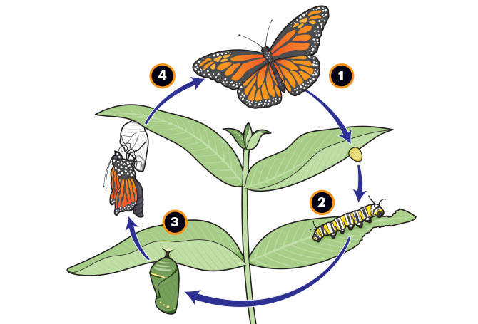 Diagram showing the life cycle of a monarch butterfly