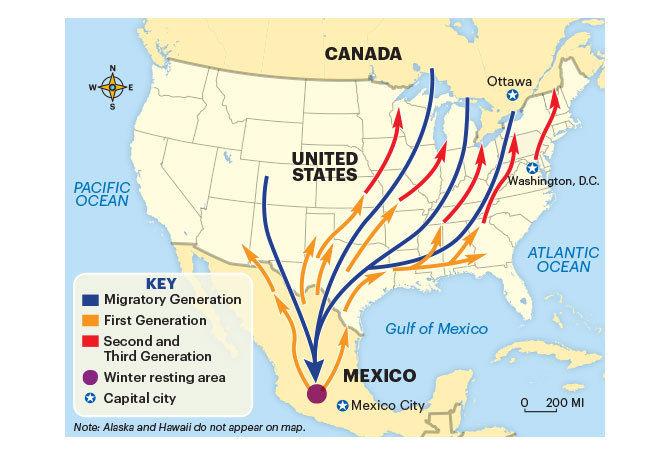 Map showing the migration of Monarch butterflies between Mexico and the USA/Canada