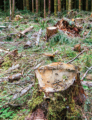 The stumps of fir trees in a clearing