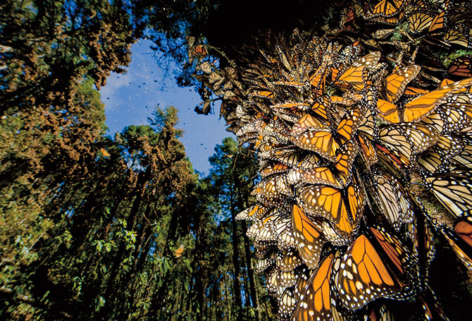 Monarch butterflies cluster on the trunk of a tall tree in a large grove
